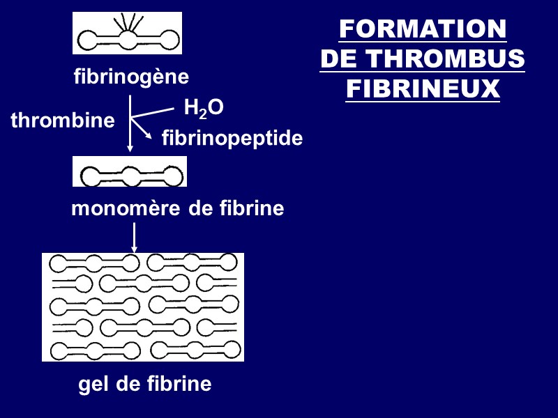FORMATION DE THROMBUS  FIBRINEUX fibrinogène thrombine Н2О fibrinopeptide monomère de fibrine gel de